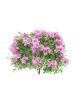 кусты Азалия Azalea Perfecto Mundo