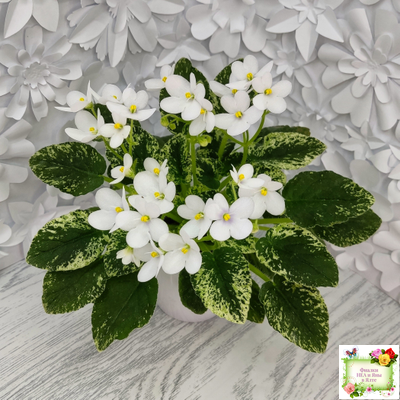 Alan’s Fallen Angel (A.Murphy) трейлер