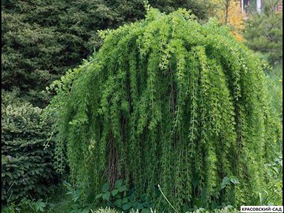 Лиственница японская Стифф Випер - Stiff Weeper