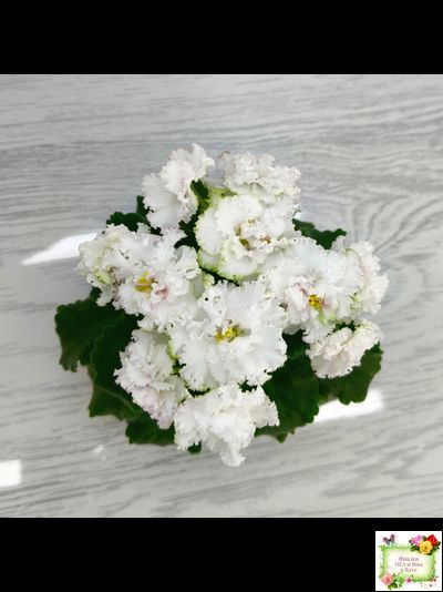 АВ-Любимая Игрушка (Фиалковод) 2015 г.