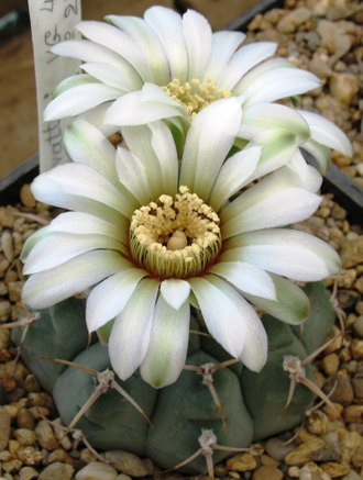 Gymnocalycium vatteri VG-415 (D=35-45мм)