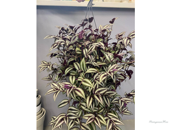 Традесканция