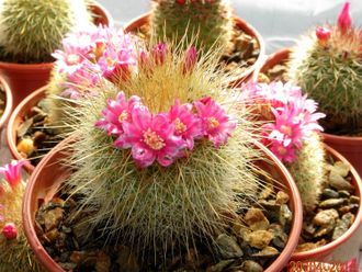 Mammillaria spinosissima (ж.дл.к) - 5 семян