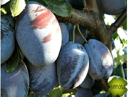 СЛИВА ДОМАШНЯЯ "ВЕНГЕРКА НОВАЯ" (ЧЕРНОСЛИВ ДЛЯ ПОДМОСКОВЬЯ)