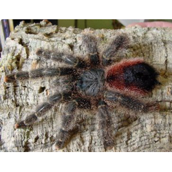 Avicularia bicegoi