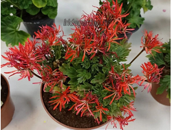 Пеларгония Ирида Морской Ёж