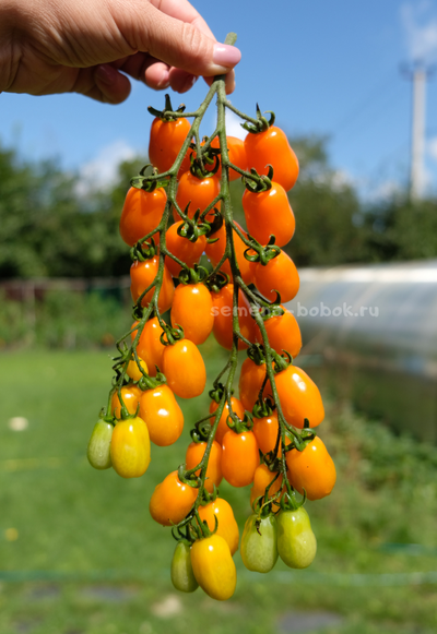 Томат Сан-Марцано Иса, 10 шт