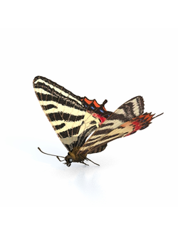 насекомые Бабочка 1