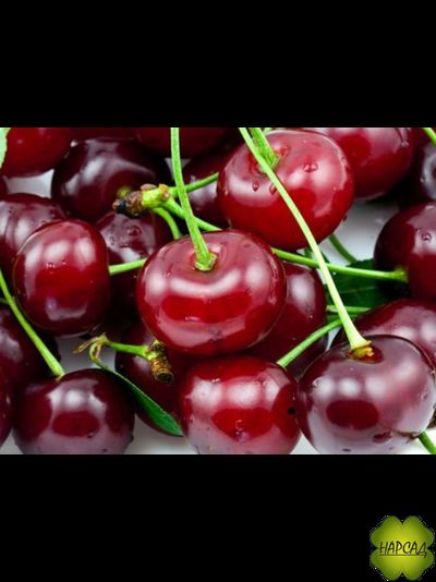 ДЮК (черевишня) "Чудо-вишня" (ранняя, сладкая, саженец 3 года)