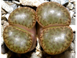 Lithops bromfieldii v.insularis Soverby - 10 семян