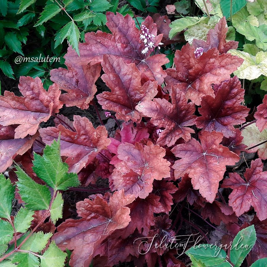 Heucherella 'Brass Lantern'