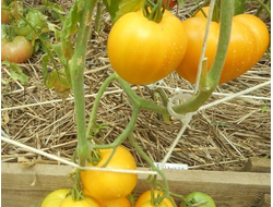 Сердцевидные желтые