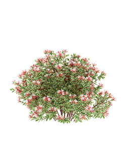 кусты Абелия крупноцветковая v02_a