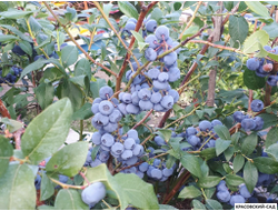 Голубика Элизабет - Elisabeth