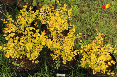 Береза карликовая Голден Трэже (Betula x plettke Golden Tresure), 0,5 л