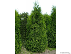 Туя Кинг Брабант - King Brabant