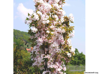 Вишня Аманогава - Amanogawa