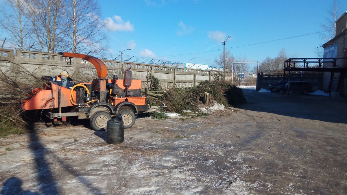 Измельчение веток ели на Рабочей в Великом Новгороде