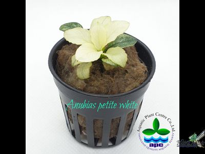 Анубиас Петит Белый (пластиковый горшок)