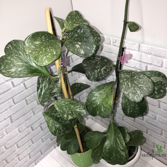 Hoya kerrii Spotted Leaves