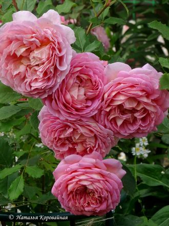 Jubilee Celebration (Джубили селебрейшен)