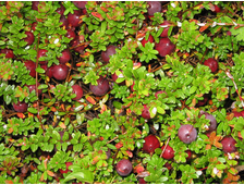 Клюква крупноплодная Бен Лир  2-х летка