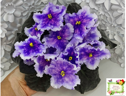 Dn-Огни Бродвея (Д. Денисенко) 2020 г.