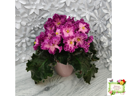 Nik-Любовный Напиток (Н. Булко) 2023 г.