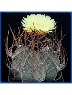 Astrophytum capricorne