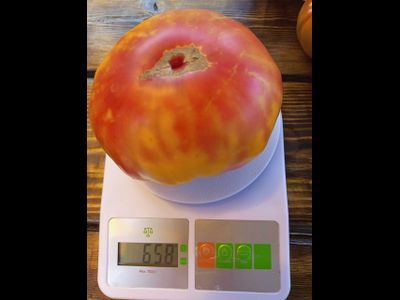 Томат Анна Мейер (Anna Meyer)