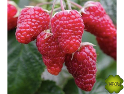 МАЛИНА "Патриция" (СРЕДНЕСПЕЛАЯ, душистая и очень крупная) саженец 1 год