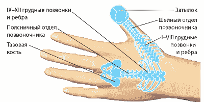 Проекции позвоночника на тыльную поверхность кисти. НЕЙРОДЭНС ПКМ [ДЭНАС ПКМ]. 