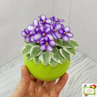 Rob's Lucky Penny (R.Robinson) (05/31/1997) листовая химера (пасынок сорт укоренённый)