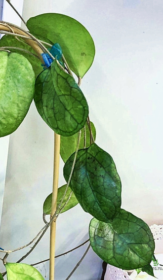 Hoya CV. Ricardo SS 13-05