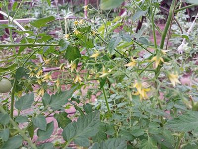 Томат черри Спокуса (Spocusa). Польша