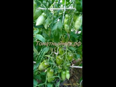 Томат Osu o Blonde avec Tetons (Пышногрудая блондинка Osu)