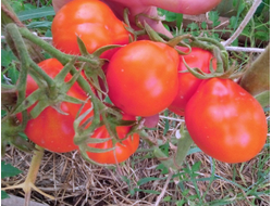 Томат Лампа Алладина