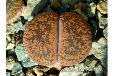 Lithops aucampiae 'manyading'  (MG-1550.52)