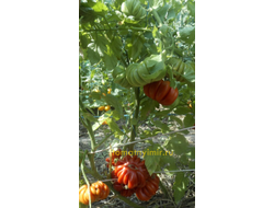 Томат Американский ребристый