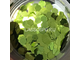 Полиэстровый глиттер блёстки Зеленый Малахит Крупный 2,8 мм