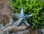 Значок МОРСКАЯ ЗВЕЗДА Брошь Звезда Морская