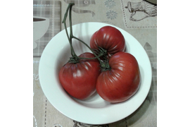 Вишневый Zuzy