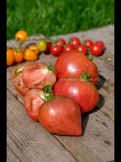 Томат Сверкающий Пурпурный Огонек, 10 шт.