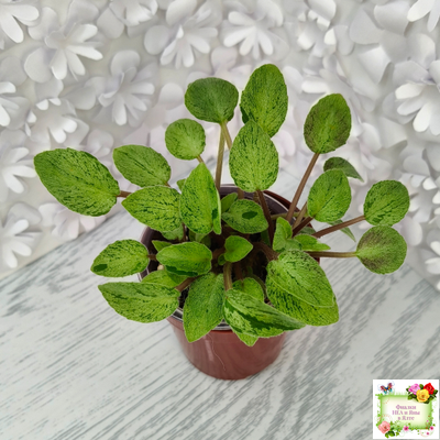 Серебряный Дождь Ю. Коваленко) 2023 г. листовая химера