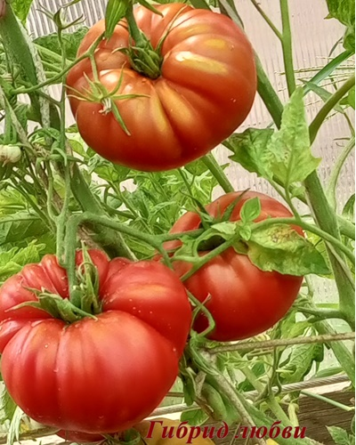 Томат Гибрид любви