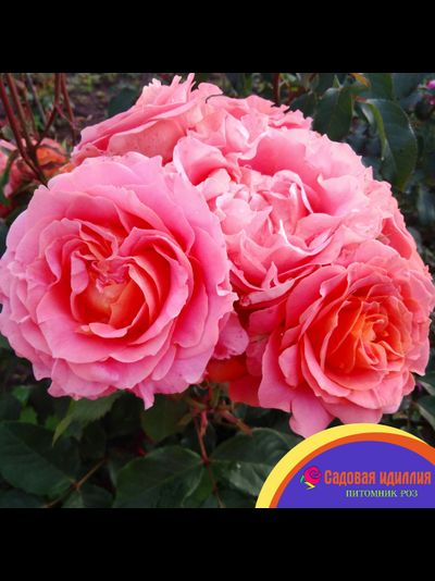 Вивьен Вествуд (Vivienne Westwood)