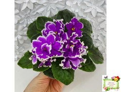 ЕК-Малахитовая Орхидея (Е. Коршунова) 2012 г.