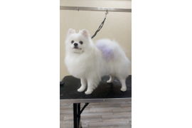 Померанский шпиц ТАКИ