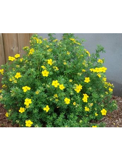 Курильский чай "Золотой полет"