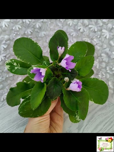 LV-Птичка, Лети! (Л. Шевелева) (лист посажен 21.10.25)